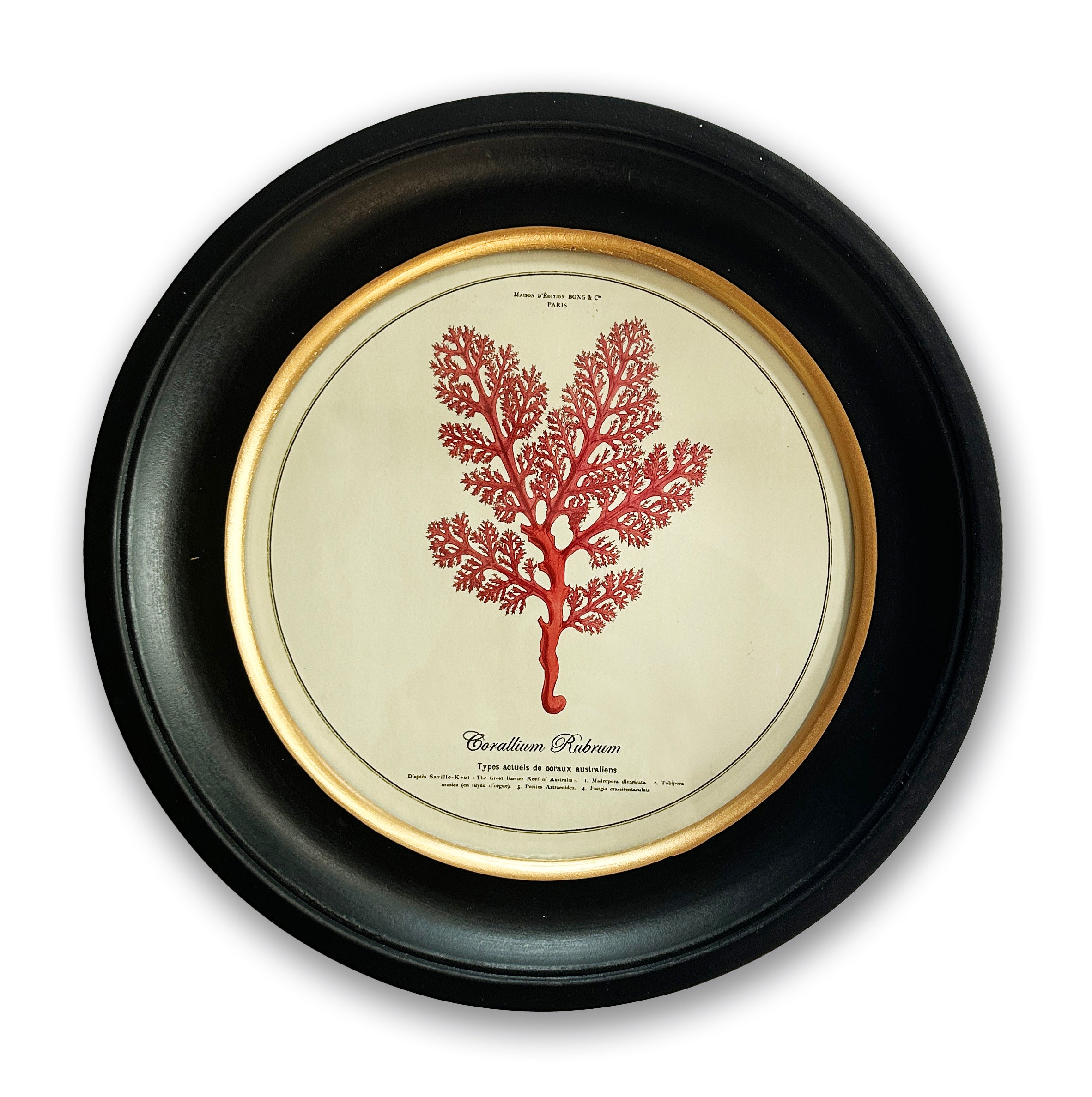 Vintage Circular Coral Picture 1