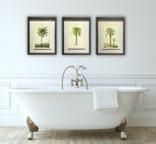 Shadow Boxed framed Palm Tree Picture 2