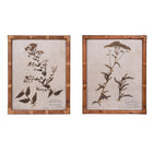 Pair of Pressed Flower Prints in Cane Frames