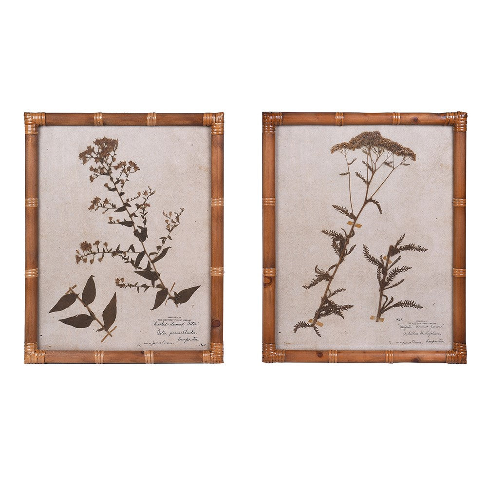 Pair of Pressed Flower Prints in Cane Frames