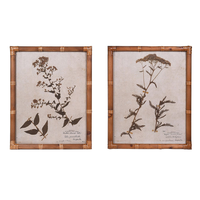 Pair of Pressed Flower Prints in Cane Frames