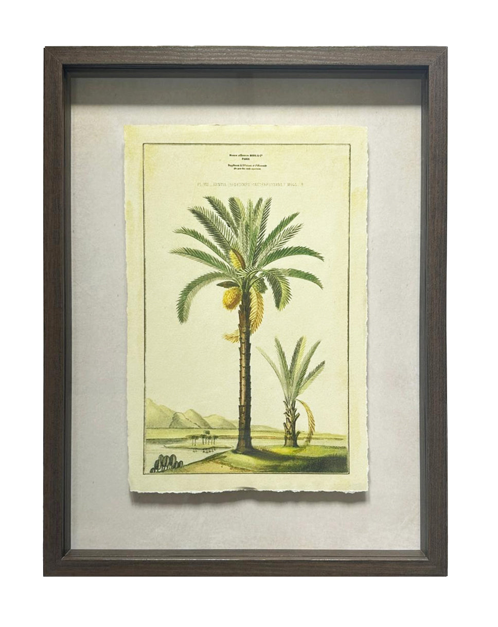 Shadow Boxed framed Palm Tree Picture 3