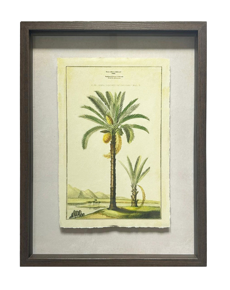 Shadow Boxed framed Palm Tree Picture 3