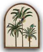 Arched parrot palm tree picture 1