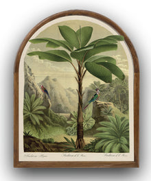 Arched parrot palm tree picture 2
