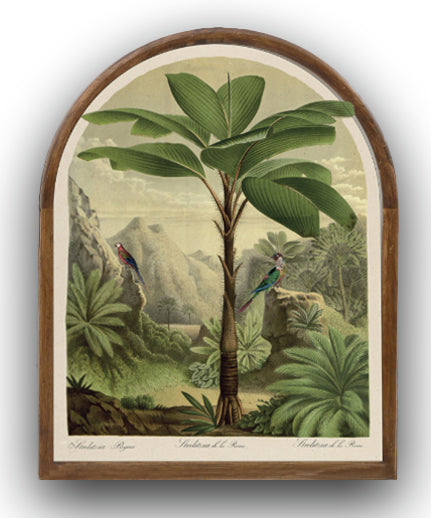 Arched parrot palm tree picture 2
