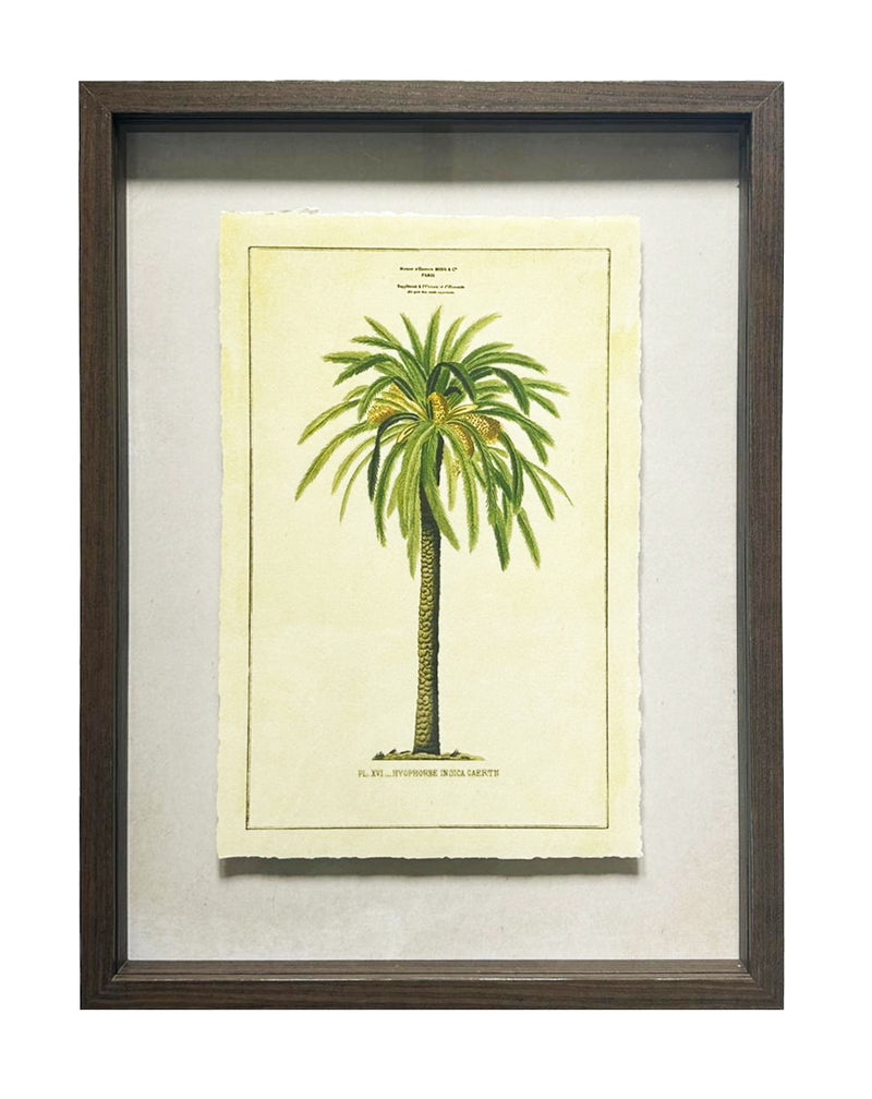 Shadow Boxed framed Palm Tree Picture 2
