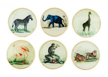 Set of vintage safari glass coasters