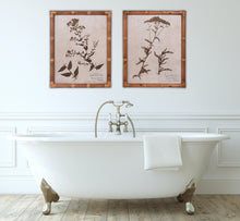 Pair of Pressed Flower Prints in Cane Frames