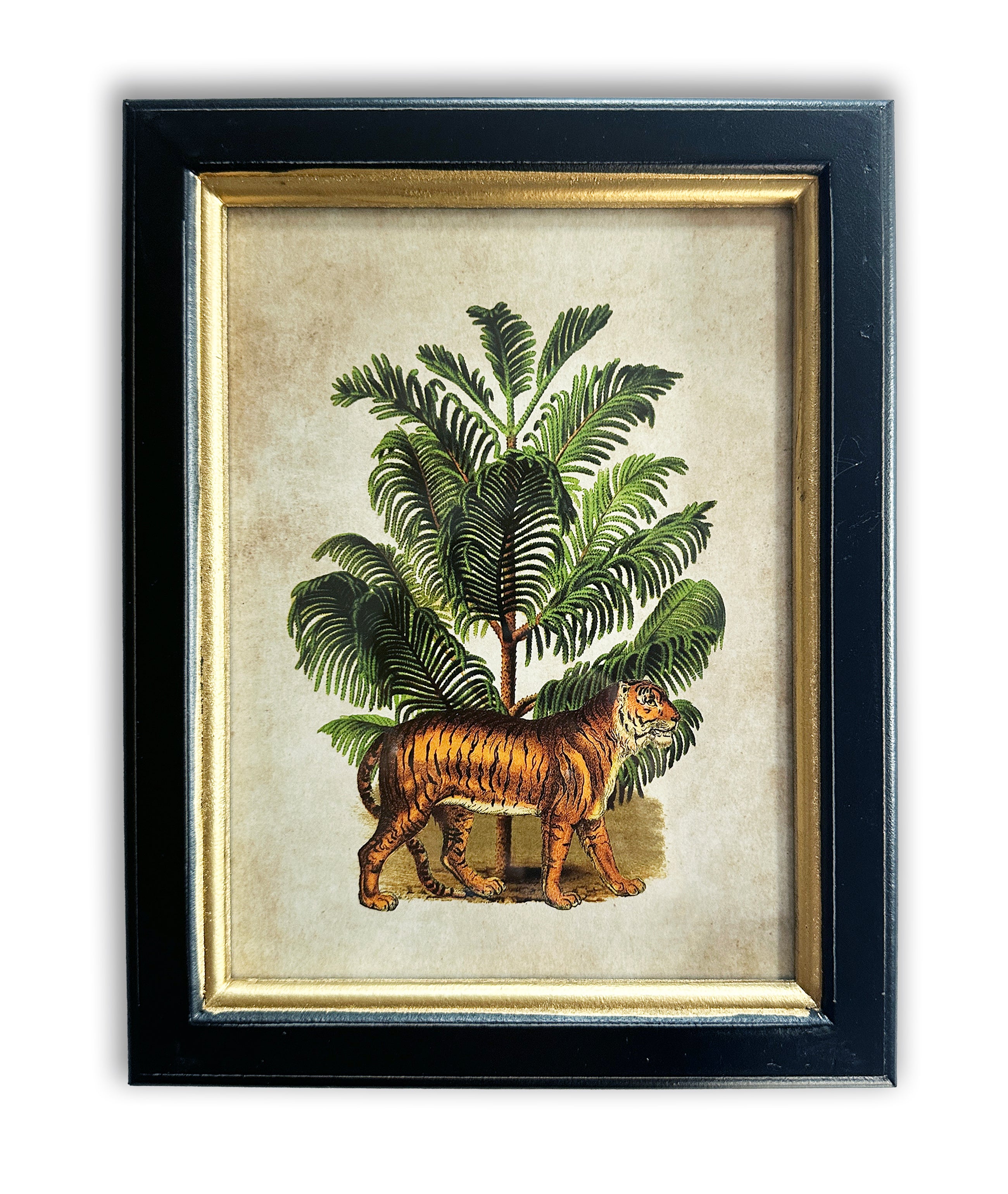 Pair of Tiger Palm Pictures