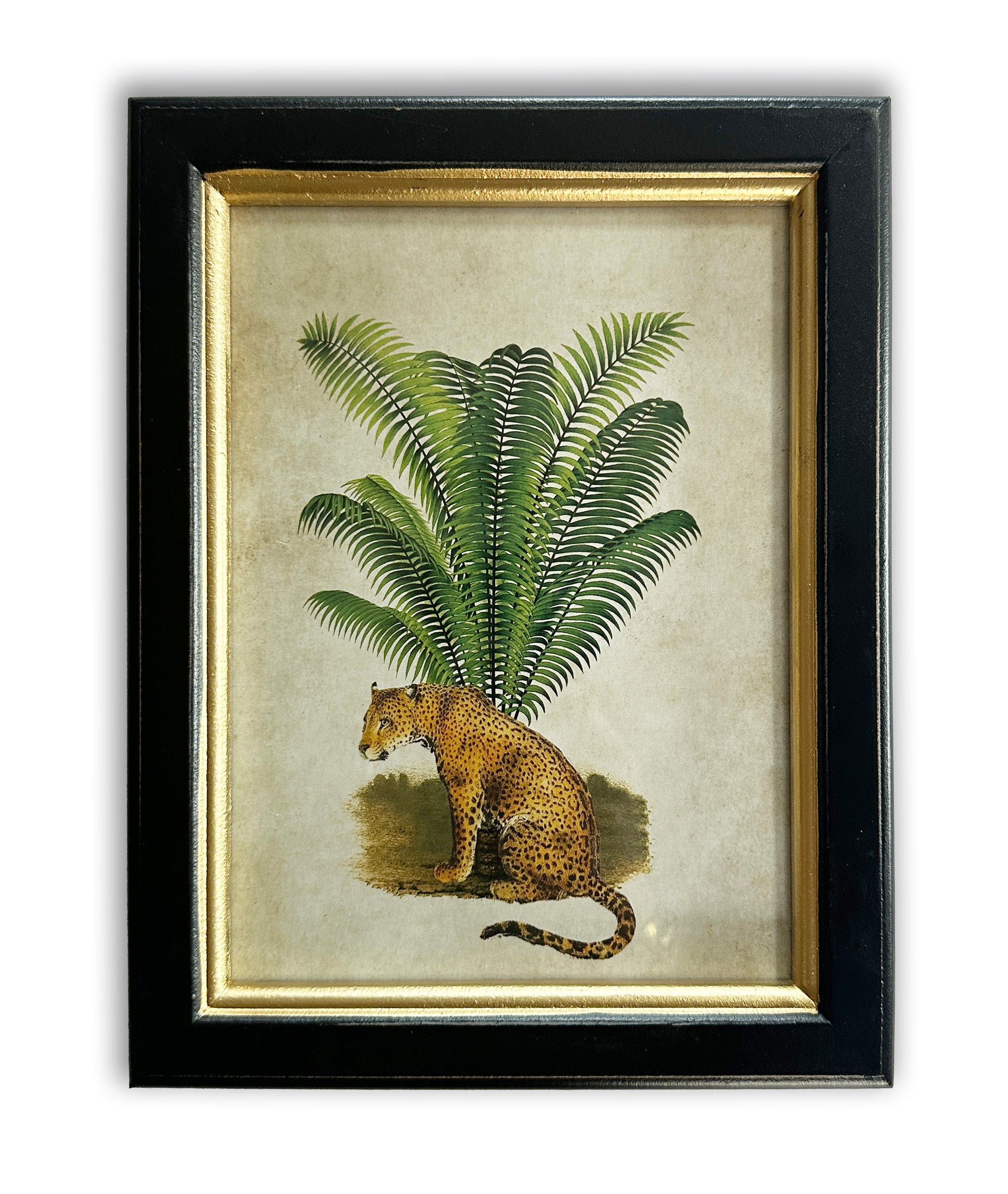 Pair of Tiger Palm Pictures