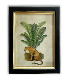 Pair of Tiger Palm Pictures