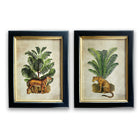 Pair of Tiger Palm Pictures