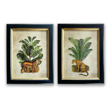 Pair of Tiger Palm Pictures