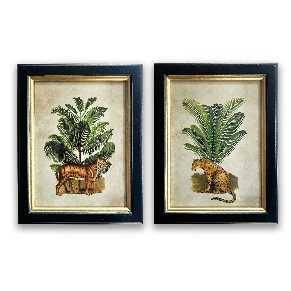 Pair of Tiger Palm Pictures
