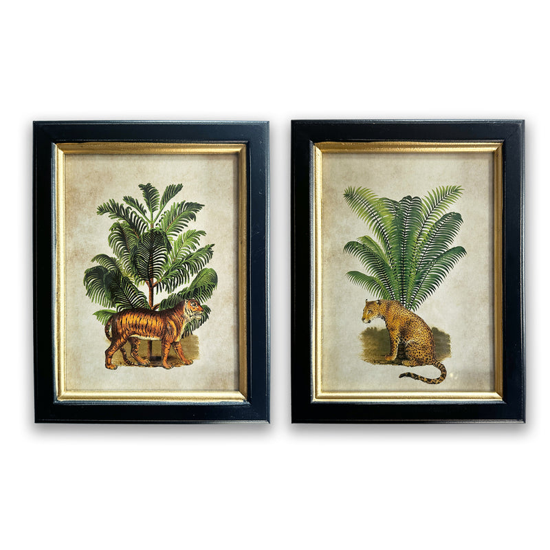 Pair of Tiger Palm Pictures