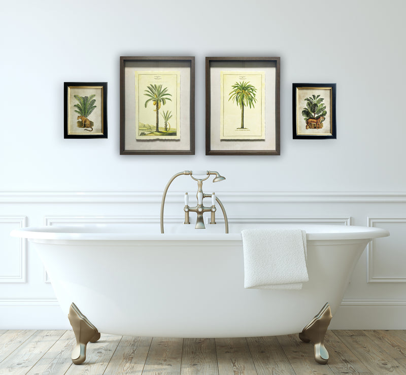 Pair of Tiger Palm Pictures